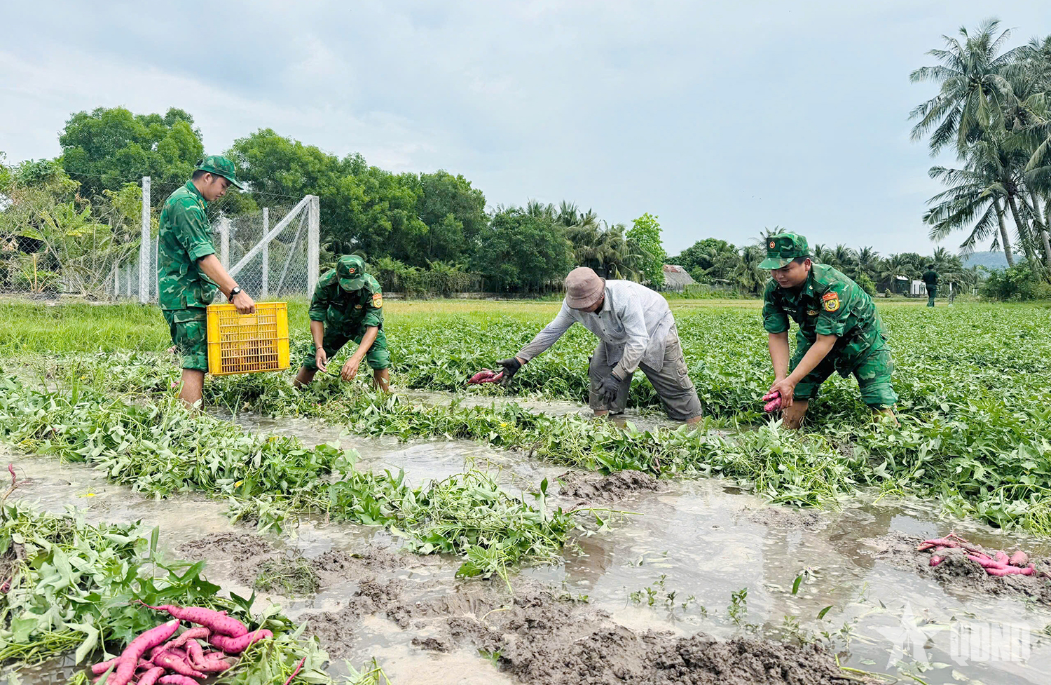 Đồn Biên phòng cửa khẩu quốc tế Hà Tiên giúp dân thu hoạch khoai lang bị ngập úng